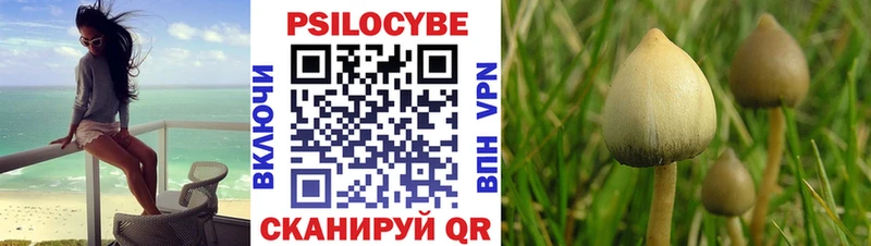 магазин    Жиздра  Галлюциногенные грибы Psilocybine cubensis 